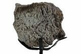 Fossil Theropod Vertebra Section w/ Metal Stand - Colorado #383239-2